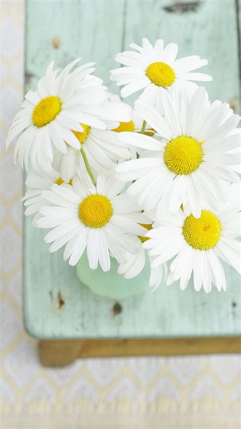 Daisies Flowers Hd Phone Wallpaper Peakpx