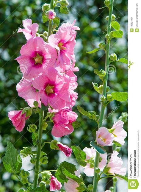 Flores De La Malva Una Planta Herbácea Con Los Troncos Melenudos Rosa