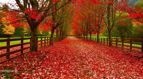 Best Fall Colors In Seattle 5 Amazing Fall Photography Spots