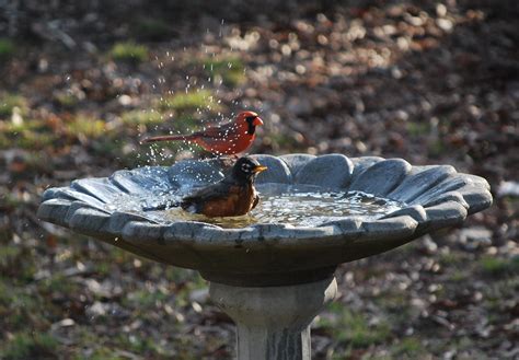 American Robin And Northern Cardinal Brian Flickr