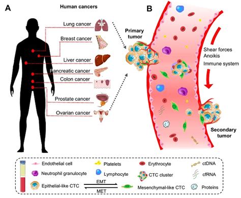 Circulating Tumor Cells In The Early Detection Of Human Cancers Abstract