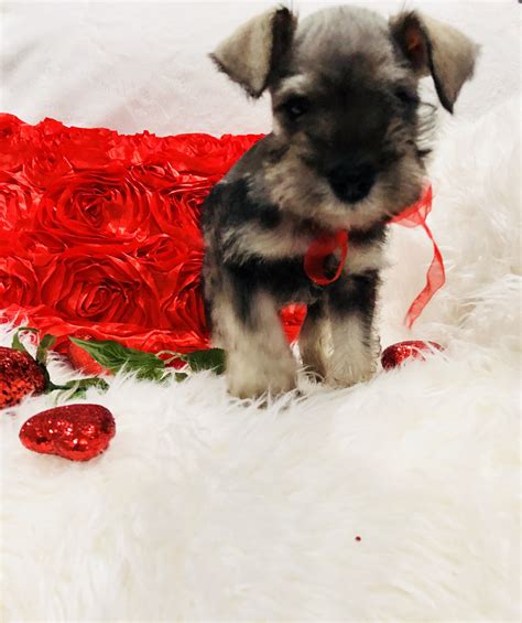 Lonestar farms' miniature, toy and teacup schnauzer puppies. Miniature Schnauzer Puppies For Sale | Houston, TX #262102
