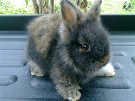 Rabbit Junction Rabbit Bunnies And Me For Adoption