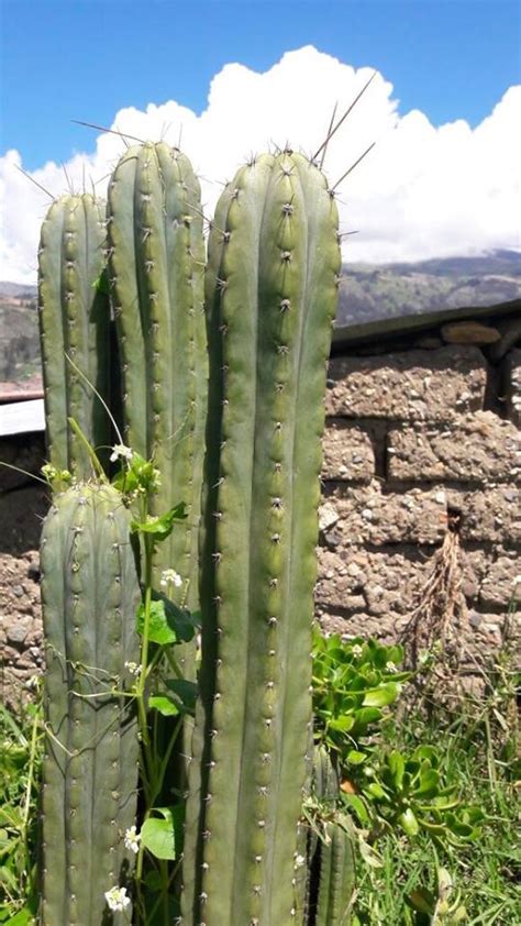 The seeds should be gathered once the fruit ripens to a pinkish color while it is legal to grow san pedro cactus as an ornamental plant, extracting its mescaline is illegal. trichocereus-pachanoi-pumacayan-seeds-samen
