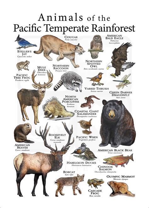 Animals Of The Pacific Temperate Rainforest Poster Print