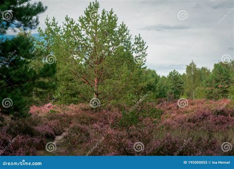 Scenic Panorama Of A German Heather Landscape In Autumn With Purple