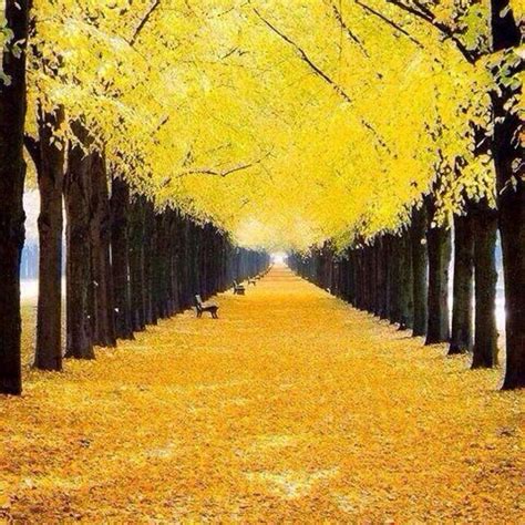 Золотая осень | Осенние картинки, Живописные пейзажи, Натуральный