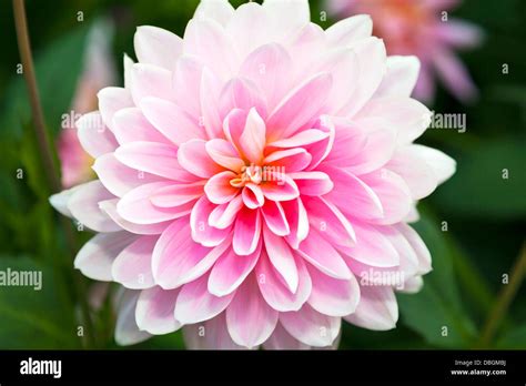Typical English Garden Plants Flowers Pink Chrysanthemum Often Stock
