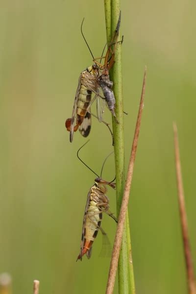 Nuptial T Entomologists Glossary Amateur Entomologists Society Aes