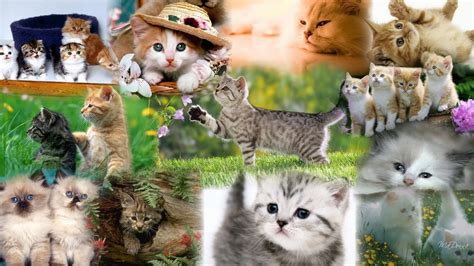 Hd Kitten Collage 2 Wallpaper Kittens Cutest Animal Collage Cat Collage
