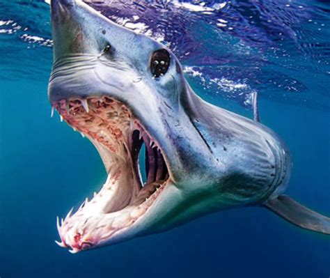 Mako Shark Untamed Science