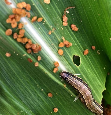 Fall Armyworm Has Arrived In Michigan Corn Msu Extension