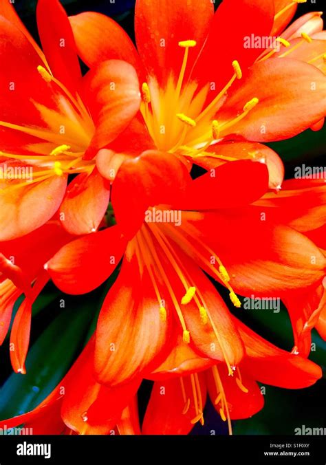 Fire Lily Hi Res Stock Photography And Images Alamy