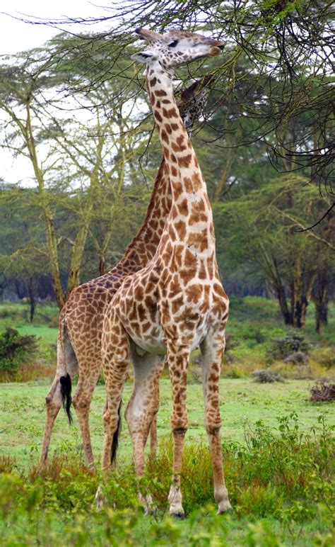 Guide To Kenyan Species Giraffes University Of Exeter