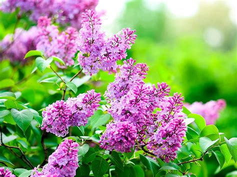 13 Flowers For A Scented Summer Garden Lovethegarden