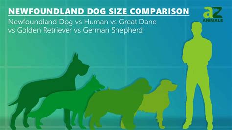 Newfoundland Dog Size Comparison Are These The Largest Breed Imp World