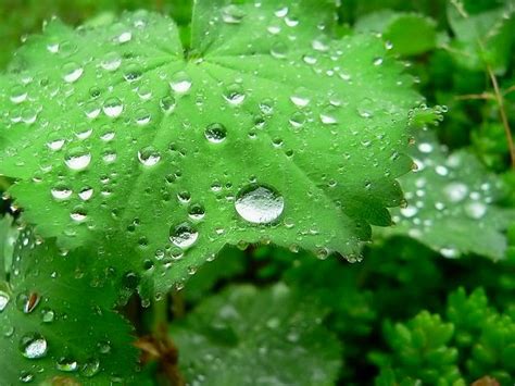 Oh tuhan ku cinta dia berikanlah aku hidup takkan ku sakiti dia hukum aku bila terjadi. GAMBAR EMBUN PAGI PUISI CINTA | Embun Pagi di Daun Mutiara ...