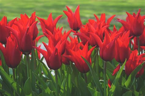 Hd Red Tulips Flowers Hd Wallpaper Rare Gallery
