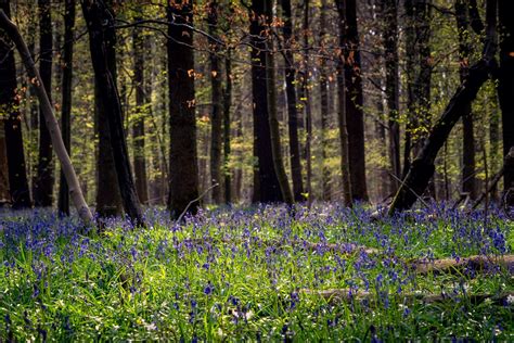 Hallerbos Belgiums Fairytale Bluebell Forest The Magical Blue