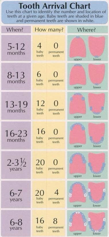 Babies Teeth Guide Musely