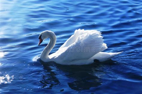 Swan Blue Lake Stock Image Image Of Beak Wild Clean 12393037