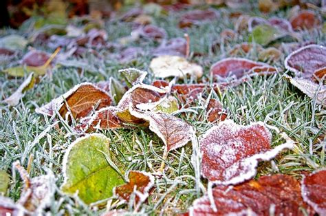 How To Maintain Your Lawn During Winter Trugreen Uk