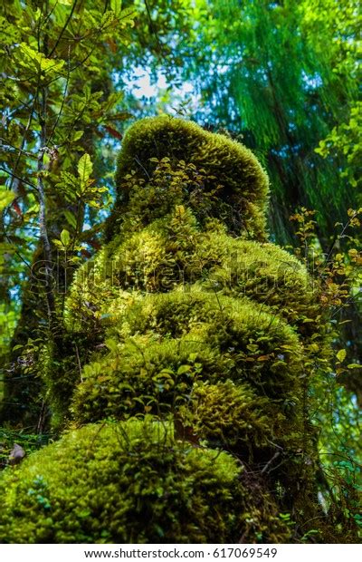 Trees Humid Tropical Forest Covered Moss Stock Photo 617069549