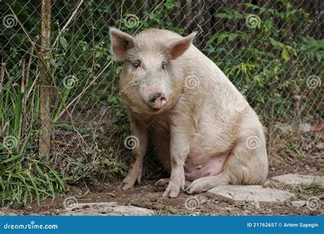 Sitting Pig Stock Image Image Of Buried Pink Farm 21762657