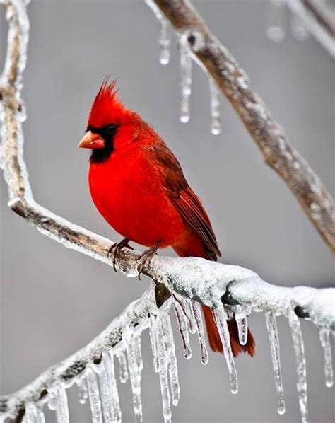 Male Cardinal In The Upper Peninsula Of Michigan Jan 5 2017 Photo