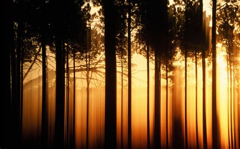 Forest At Sunset Wallpapers Wallpaper Cave
