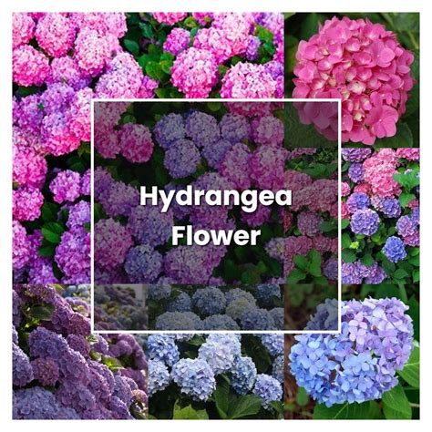 How To Grow Hydrangea Flower Plant Care Tips Norwichgardener