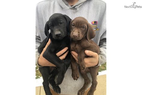 Vizsla coloring is distinctively beautiful. Weimaraner puppy for sale near Bloomington-normal ...
