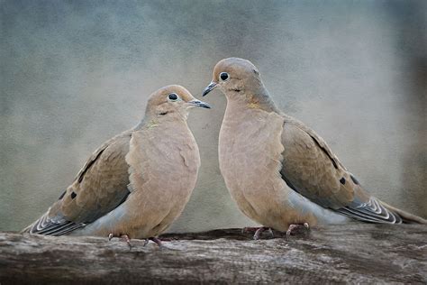 Whooos Out There Mourning Doves Can Sound Like Owls