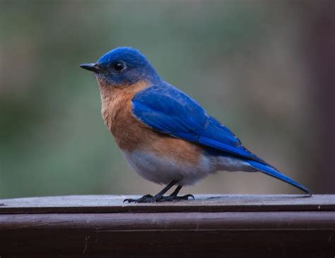Male Eastern Bluebird ~ Wake Forest Nc Photo By Russell Niemi Blue