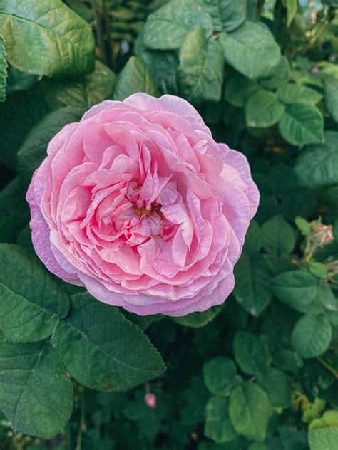 how to care for damask rose rosa damascena
