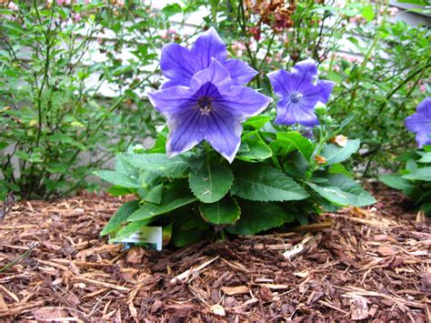 Petunia's are one of the sweetest‐smelling annuals to be grown from seed each year. Balloon flower makes a nice sunny border plant. | Border ...