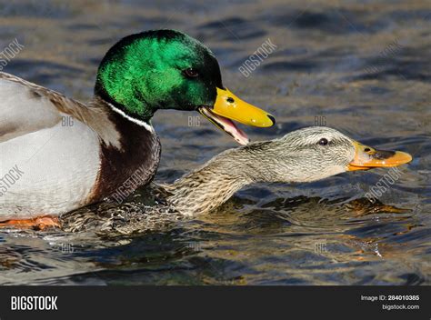 Pair Mallard Ducks Image And Photo Free Trial Bigstock