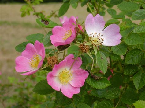 Wild Rose Wild Roses Growing In Scotland Best Viewed Larg Flickr