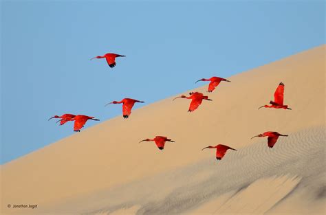 Flight Of The Scarlet Ibis Jonathan Jagot 1517 Years Old