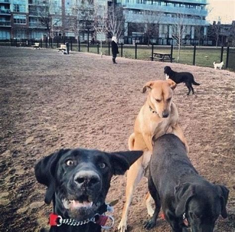 Dog Photobombs Another Dogs Special Moment Pic