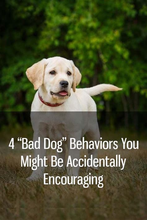 4 Bad Dog Behaviors You Might Be Accidentally Encouraging Dogs Dog
