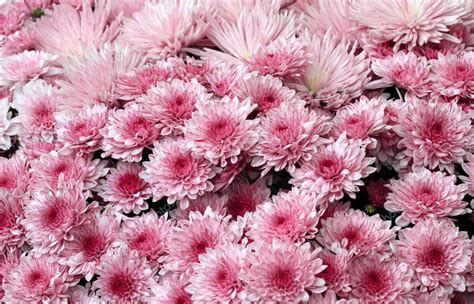 Beautiful Pink Chrysanthemums — Stock Photo © Ohmaymay 74075233