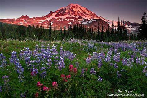 926x365px Mount Rainier Meadow Flowers Wallpaper Wallpapersafari