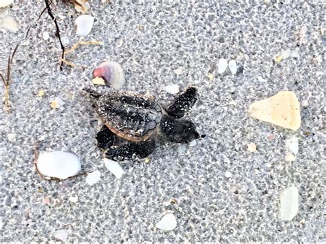 Sea Turtles Rule The Beach At Manasota Key Lemon Bay Conservancy