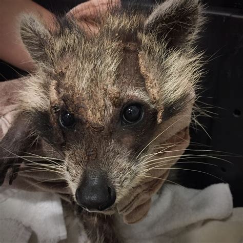 Raccoon Admitted With Severe Mange A Week Inside The Von Arx Wildlife