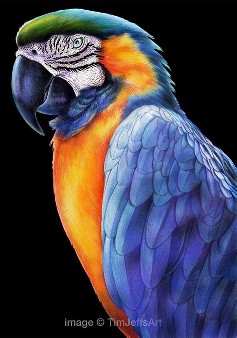 Automatically trace photos and pictures into a stencil, pattern, line drawing, or sketch. Macaw 2 Colored Pencil Drawing | Colorful drawings, Bird ...