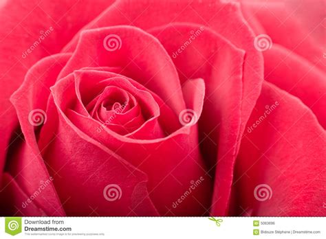 Red Rose Closeup Stock Photo Image Of Pure Rose Closeup 5063696