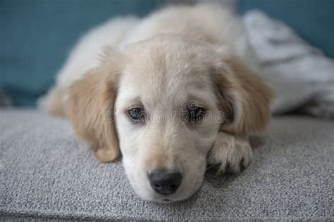 Portrait Of Beautiful Golden Retriever Puppy Laying Down On Couch Stock