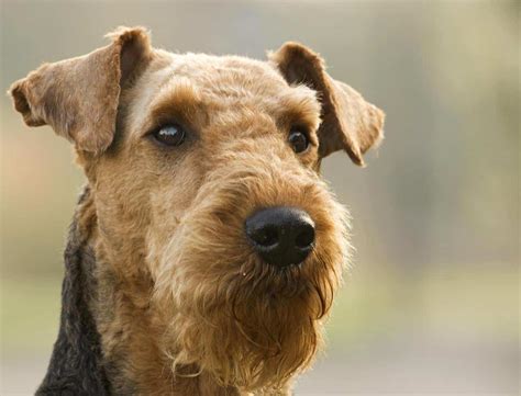 airedale terrier breed info  care