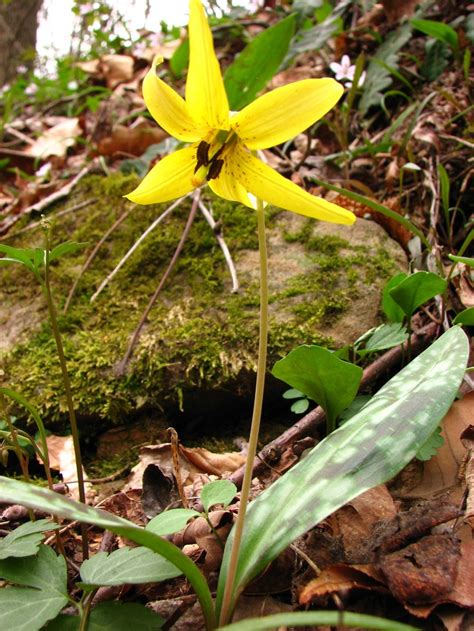 23 Best West Virginia Wildflowers Images On Pinterest